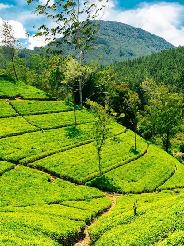 Nuwara Eliya