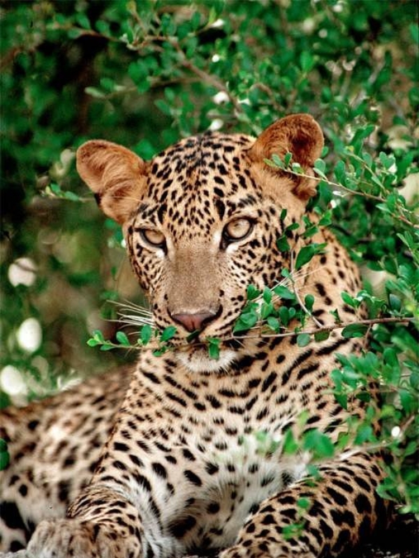 Yala National Park